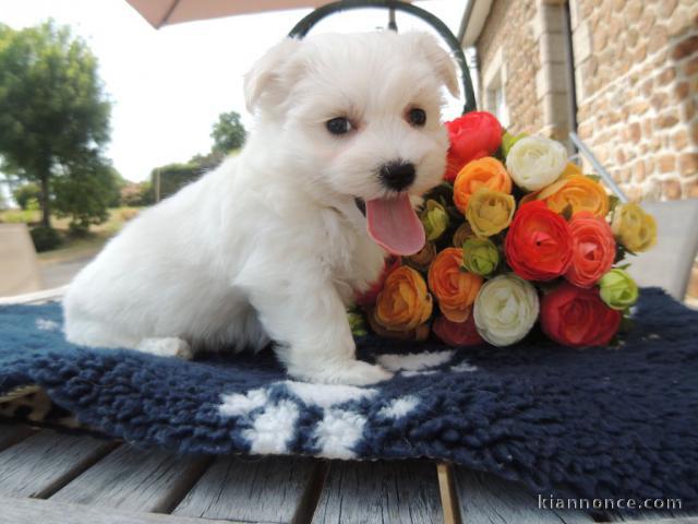 Adorable chiot bichon maltais femelle a donner