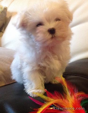 Adorable chiot bichon maltais femelle a donner