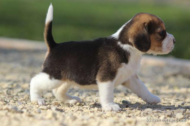 chiot Beagle LOF a donner