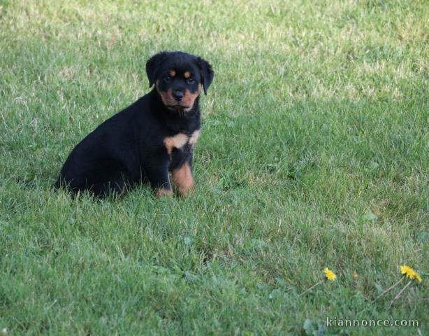 A donner chiot rottweiler lof