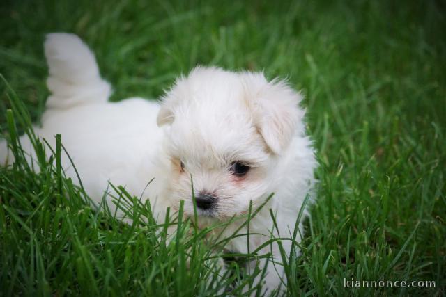 Adorable chiot bichon maltais femelle a donner