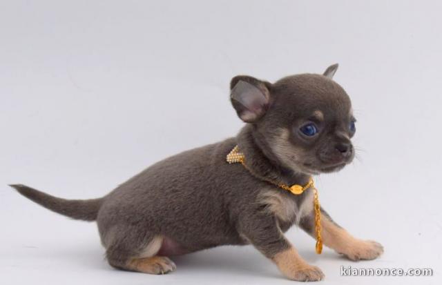 Chiot chihuahua LOF a donner