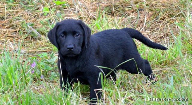 Chiots labradors lof a donner