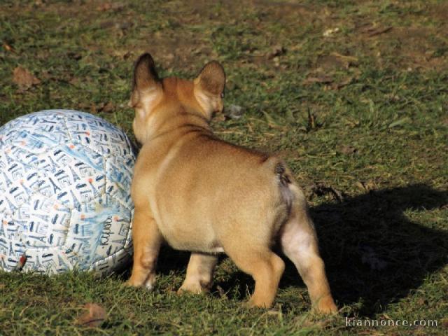 Dons chiot bouledogue français mâle fauve