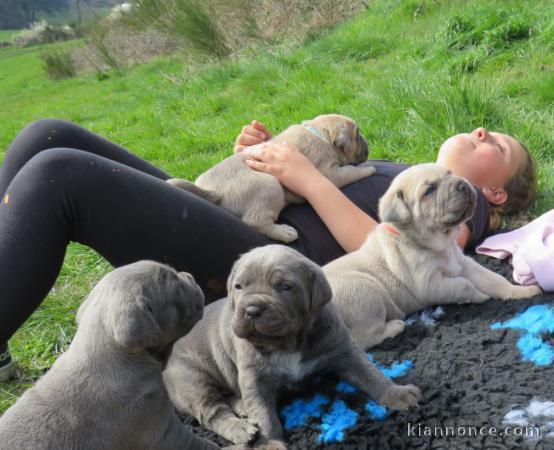 Superbes Chiots Cane Corso Pure Race