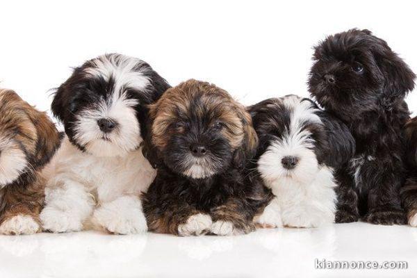 Superbes Chiots Lhassa Apso Pure Race Pedigree