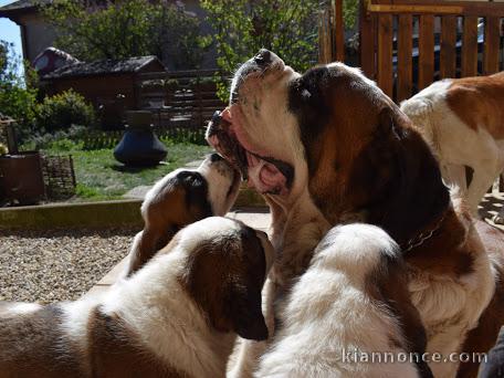 Magnifiques Chiots Saint Bernard Pure Race