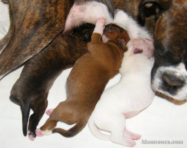 Magnifiques Chiots Boxer Pure Race