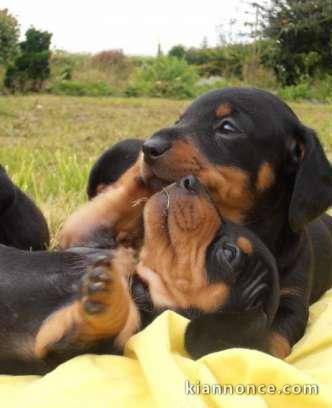 Adorables Chiots Teckels disponibles  ​dès l\