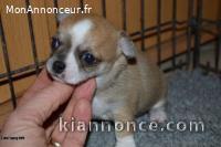 Chiot Type Chihuahua femelle à donner