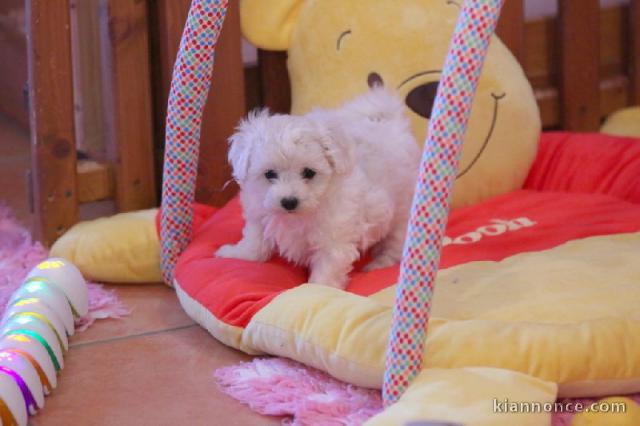 Idéale chiot femelle bichon frisé à donner