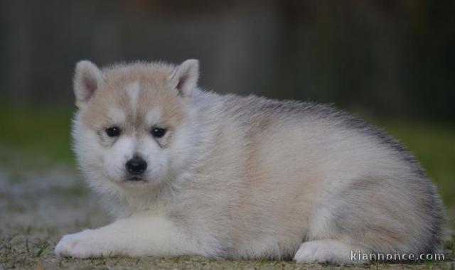 Chiot Siberian Husky lof a donner