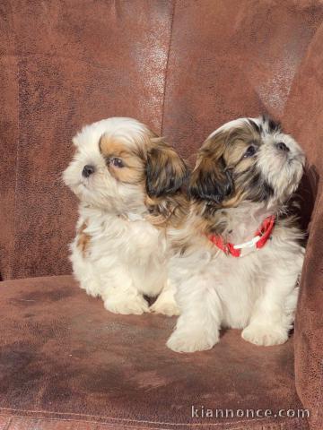 Donne chiot shih tzu femelle age de 4 mois