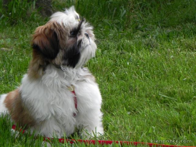 Donne chiot shih tzu femelle age de 4 mois