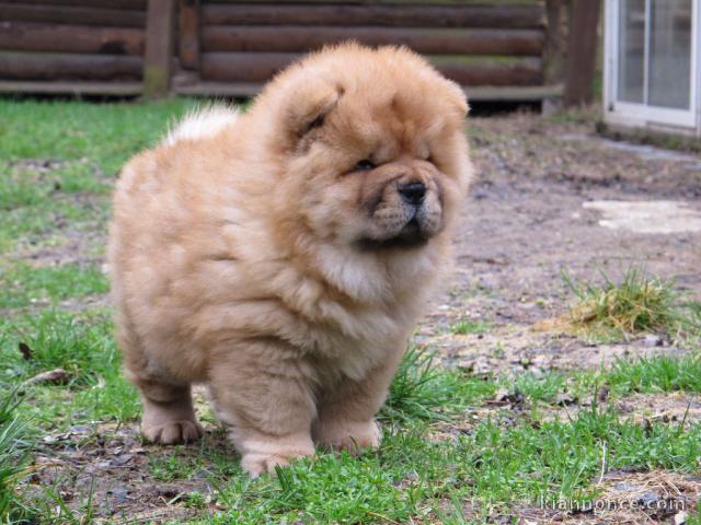 Offre une jolie chiot Chow Chow femelle pour la vie