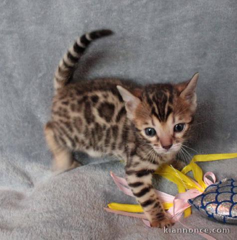   Chaton Bengal 1 FEMELLE MARBLE DISPONIBLE A DONNER