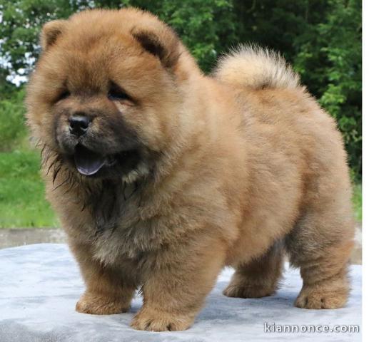 Je donne chiot chow chow femelle