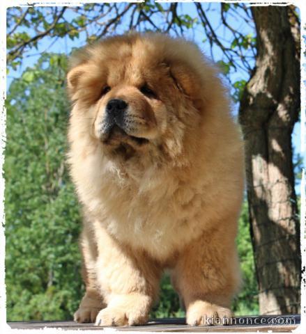 Je donne chiot chow chow femelle