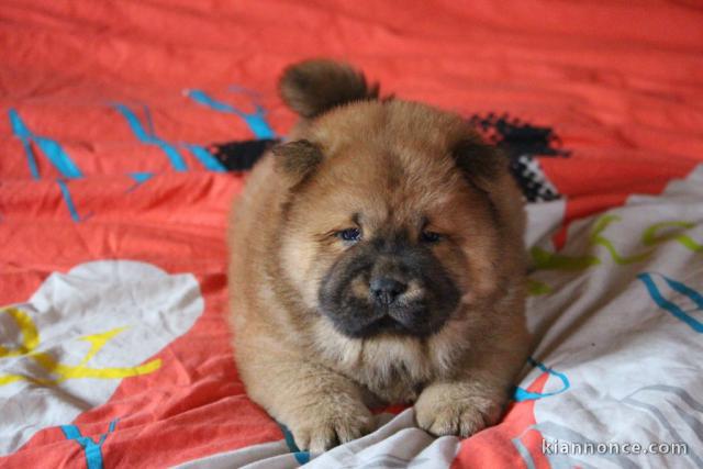 Offre une jolie chiot Chow Chow femelle pour la vie