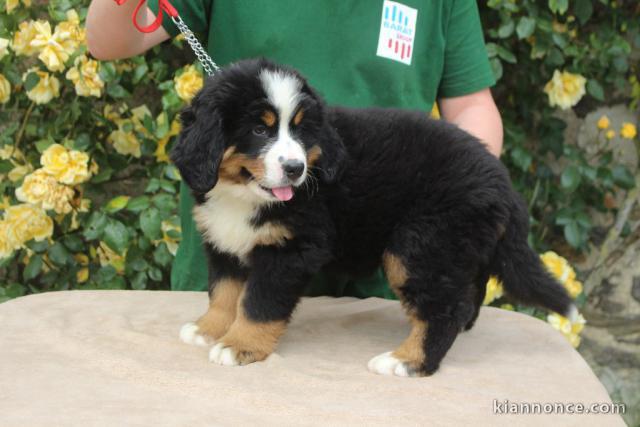 Je donnes chiot bouvier bernois femelle