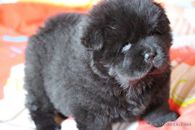 Magnifiques chiots chow chow femelle à donner