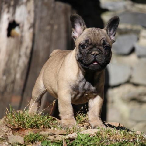 À donner chiot bouledogue français rouge fauve