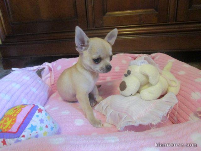 Je cèdes chiot chihuahua femelle creme