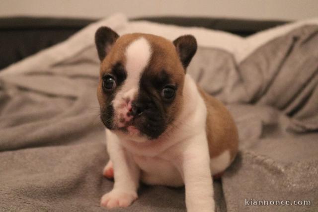 À donner chiot bouledogue français fauve/blanche