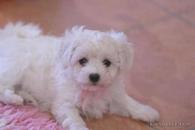 Chiot bébé bichon frisé femelle à donner non lof