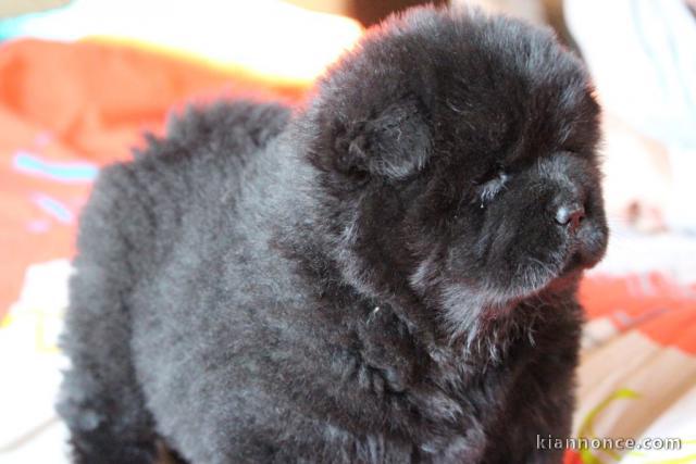 A DONNER BB CHOW CHOW 3 MOIS