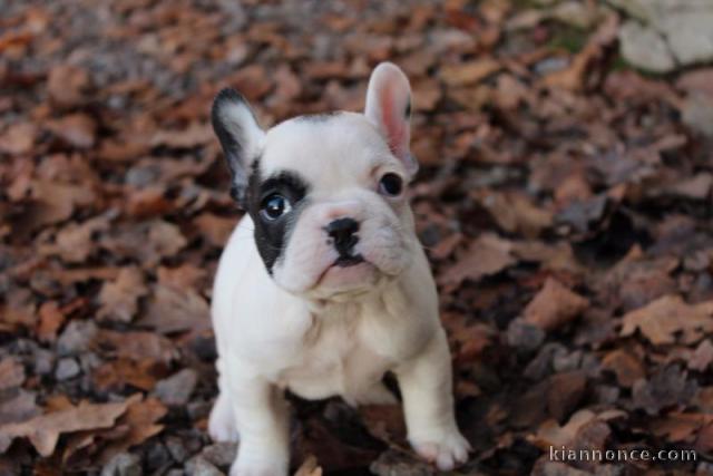 Chiots bouledogue français lof a donner