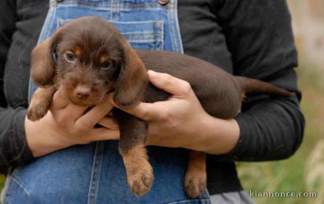 chiot Teckel LOF a donner