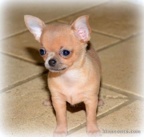 Donne sublime chiot chihuahua