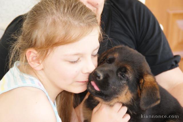 Donne chiot Berger allemand femelle