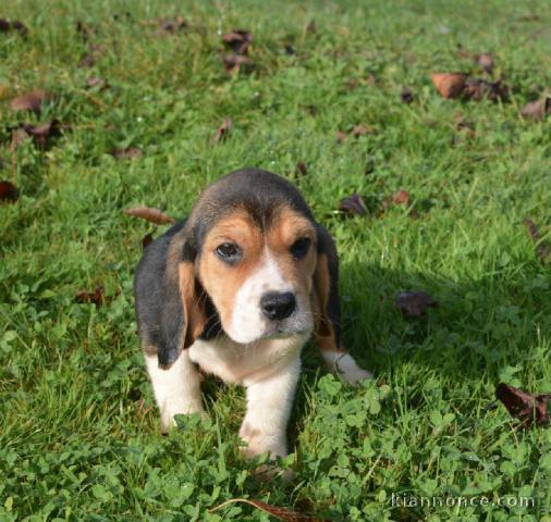 Magnifiques chiot chiot beagle a donner