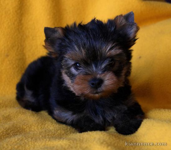 Magnifique bébés yorkshire toy inscrit au lof