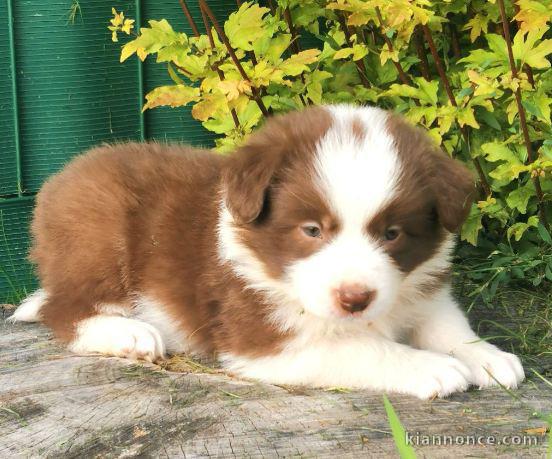 chiots Border collie lof a donner