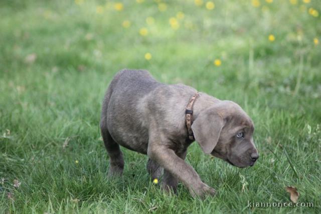 A donner chiot cane corso femelle lof