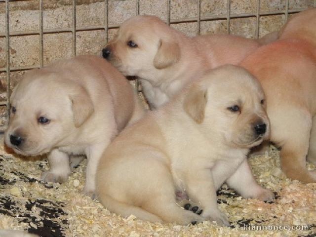 Magnifiques chiots labradors lof à donner