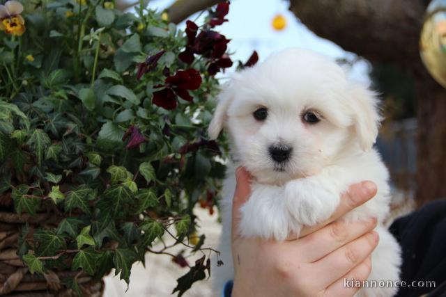 A donner chiot coton de tuléar femelle