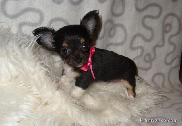 A donner chiot femelle chihuahua