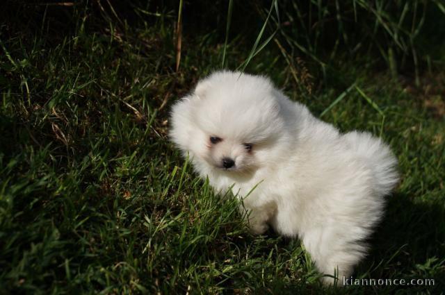 Superbe chiot de pure race spitz allemand femelle