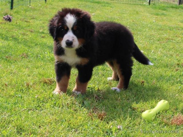 A donnez chiot magnifiques chiot bouvier