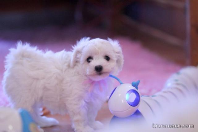 Disponibles petite chiot femelle bichon à donner