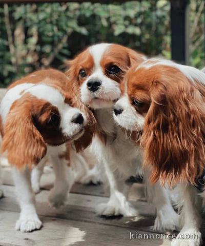 magnifique chiots cavalier Kings Charles