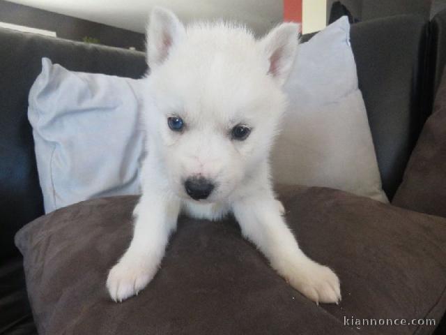 Intelligent chiot husky de sibérien femelles