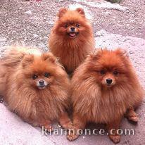 magnifique chiots spitz