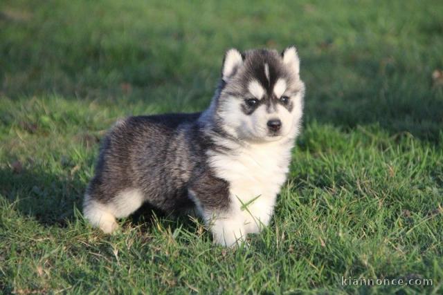 Magnifique tête chiot husky de sibérien femelles