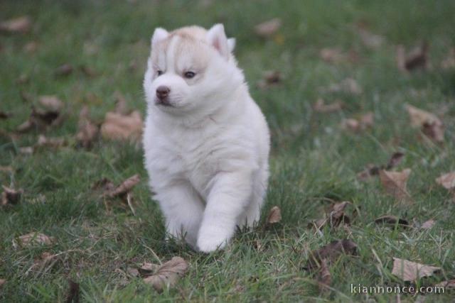 Un qualités chiot husky de sibérien femelles