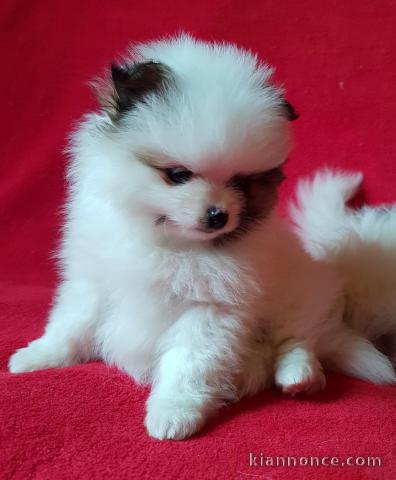 Chiot spitz allemand femelle naine